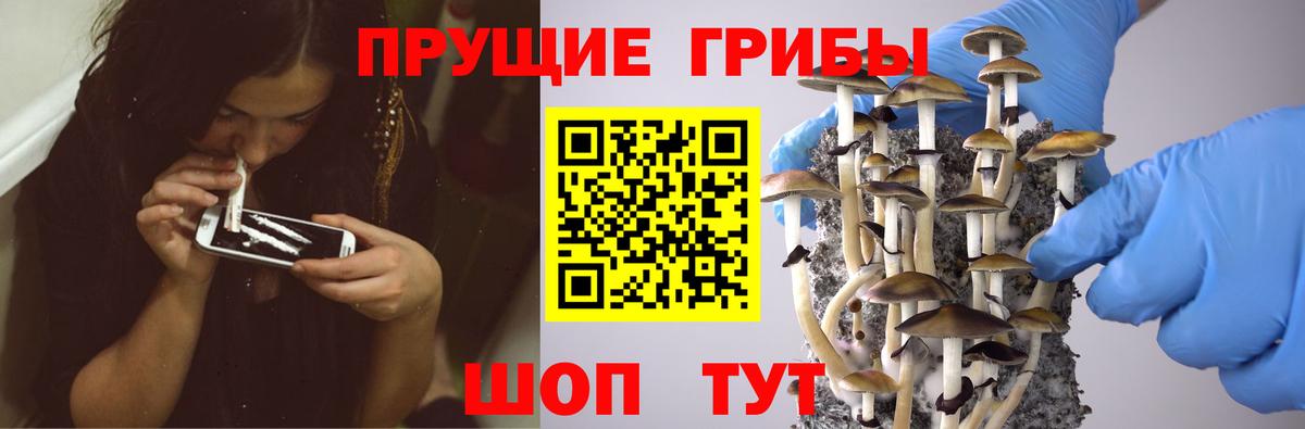 Пугачёв  Галлюциногенные грибы GOLDEN TEACHER  Вход с VPN 